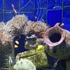 Explore DubaiâS Lost Chambers Aquarium: Tickets For One, Two, Or Four Dubai - Image 3